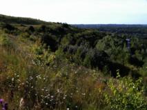 saftiges Grün